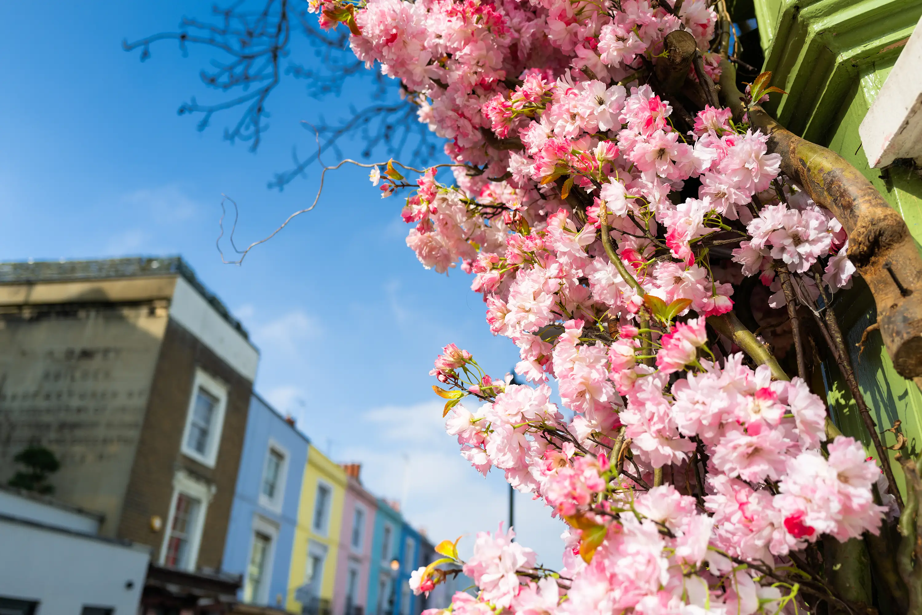 Colourful houses in Notting Hill with cherry blossom in the foreground