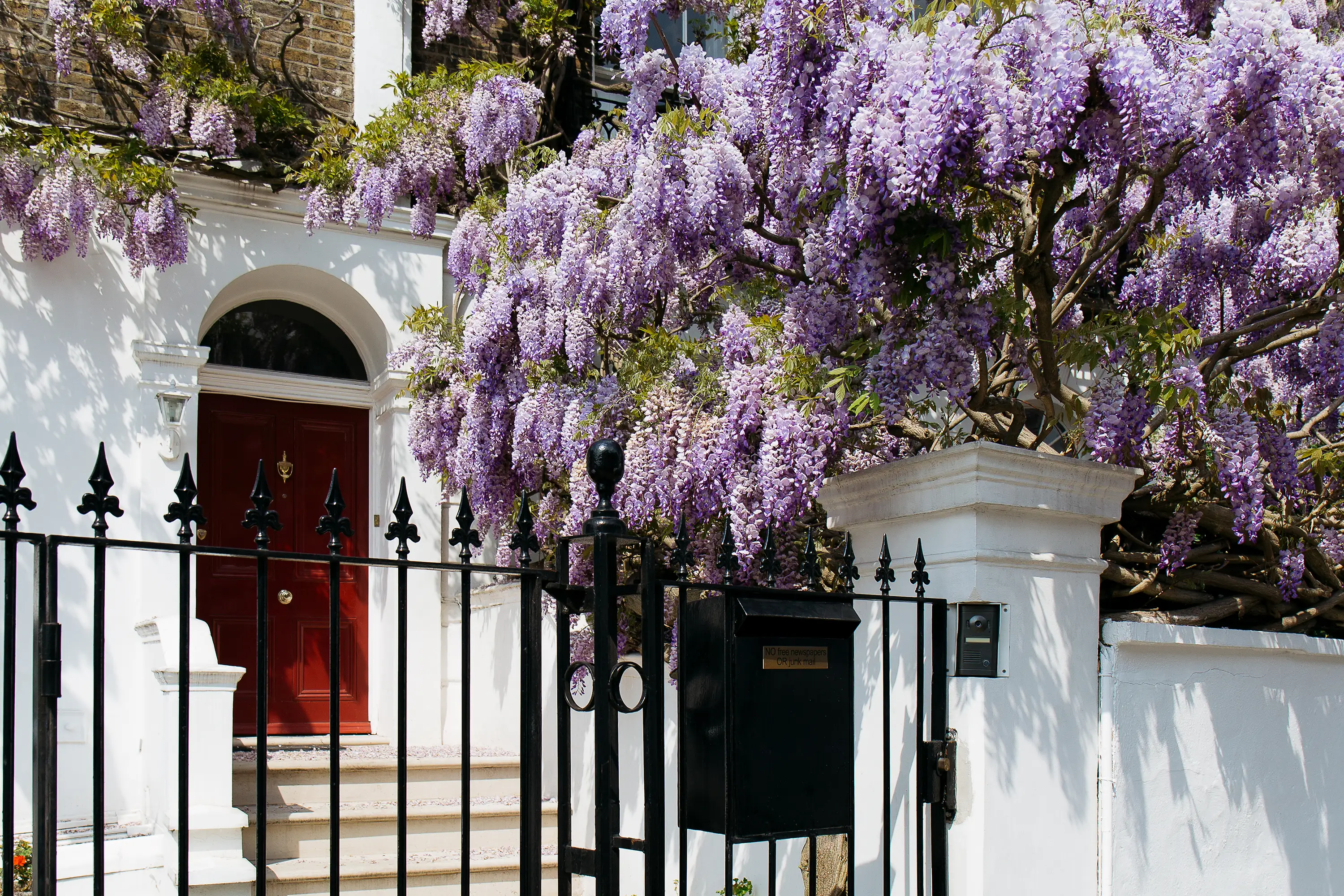 Purple wisteria in the front garden of a home with a red door